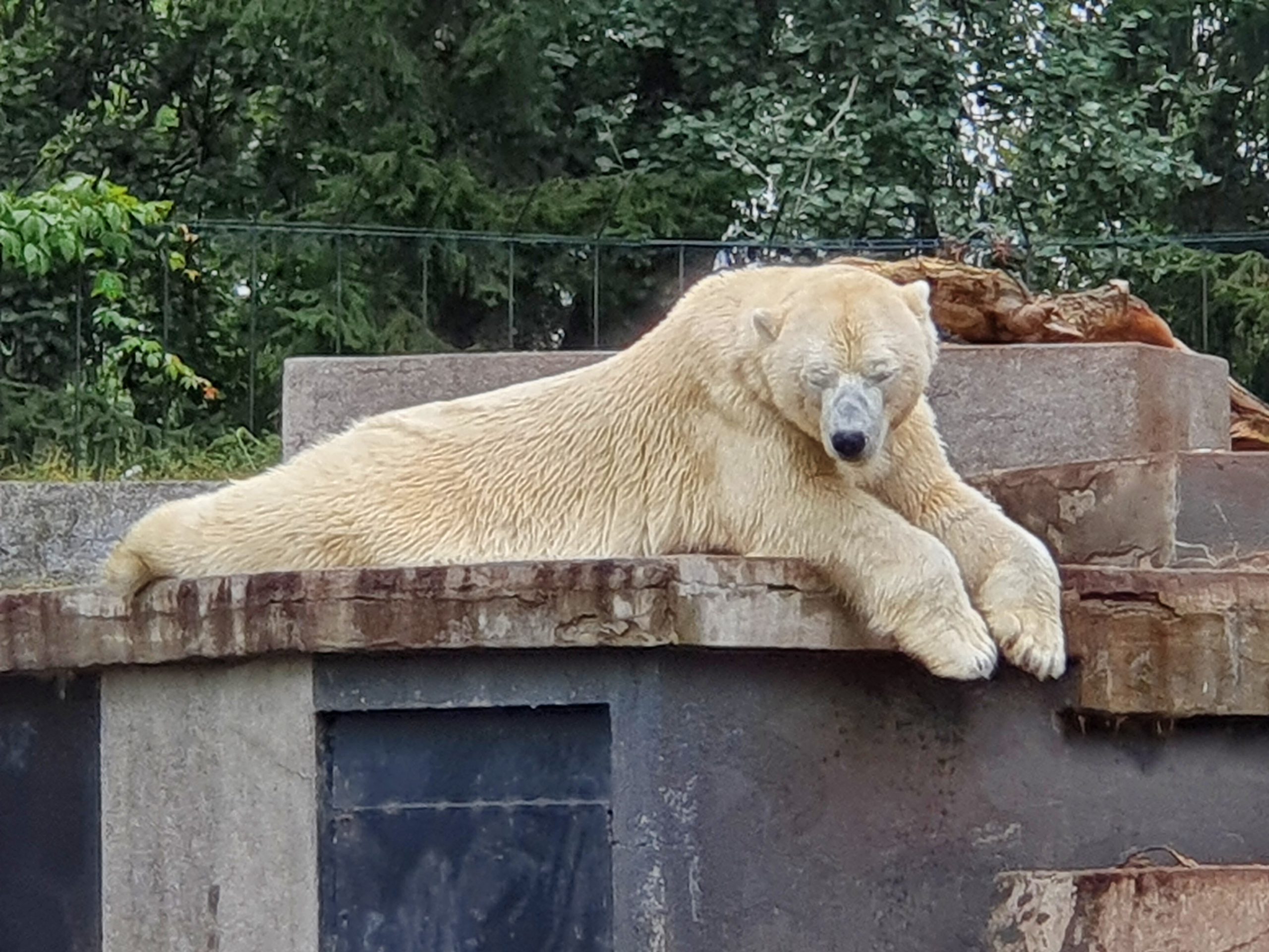 Warsaw Warsaw Zoo Walking. Gossip. Travel.