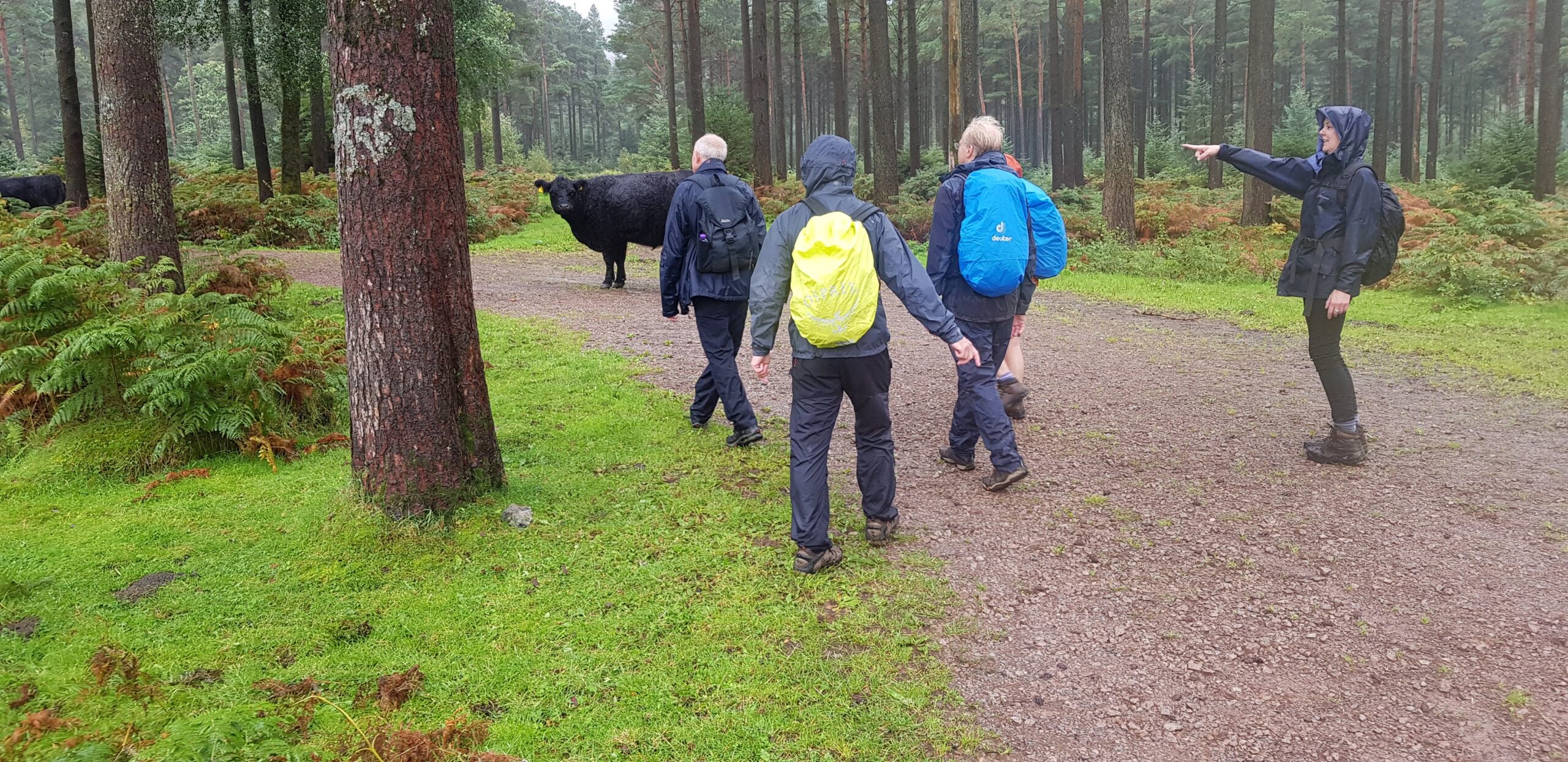 Lake District Week – Bulls in Field