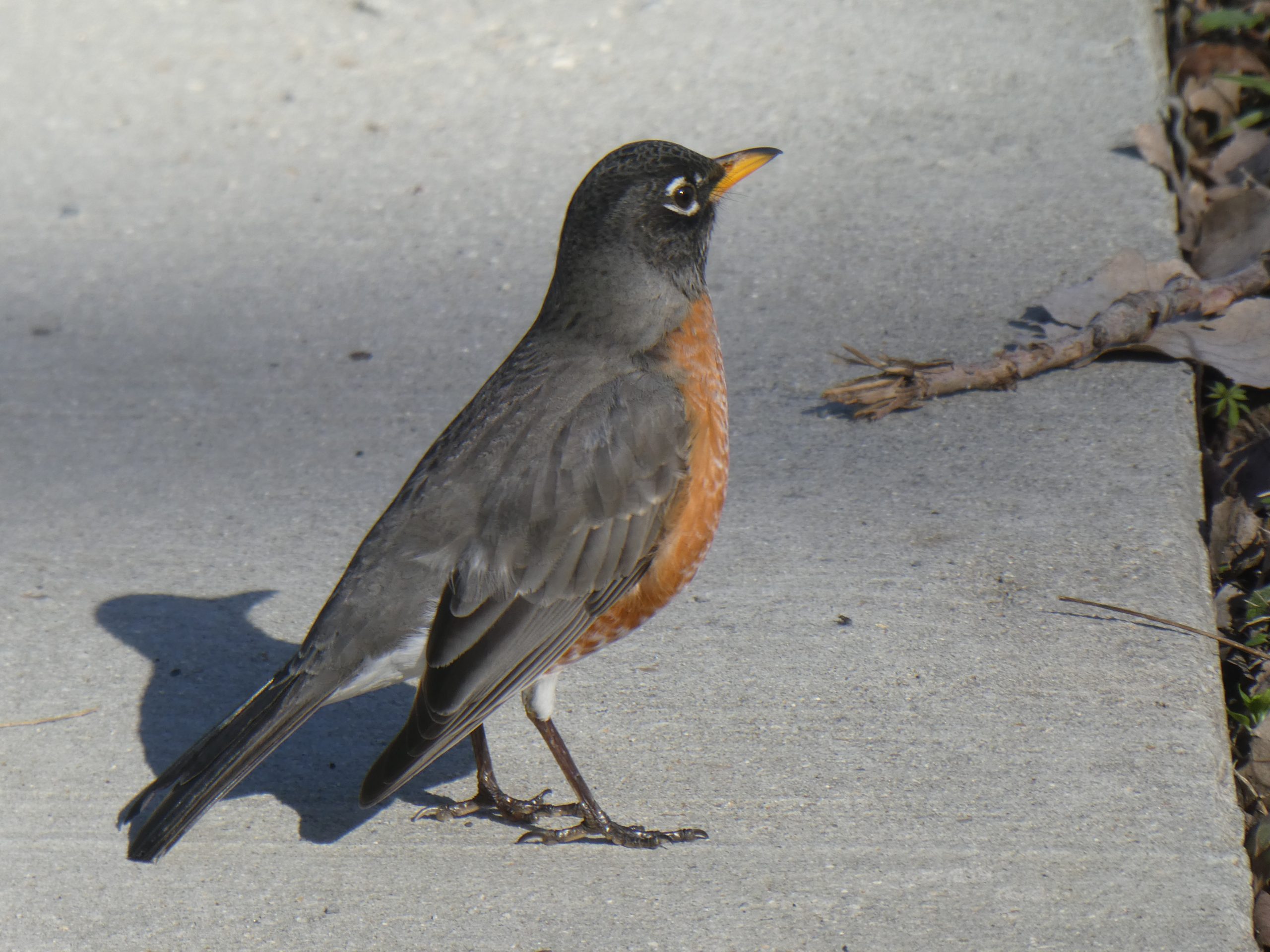 Memphis – American Robin