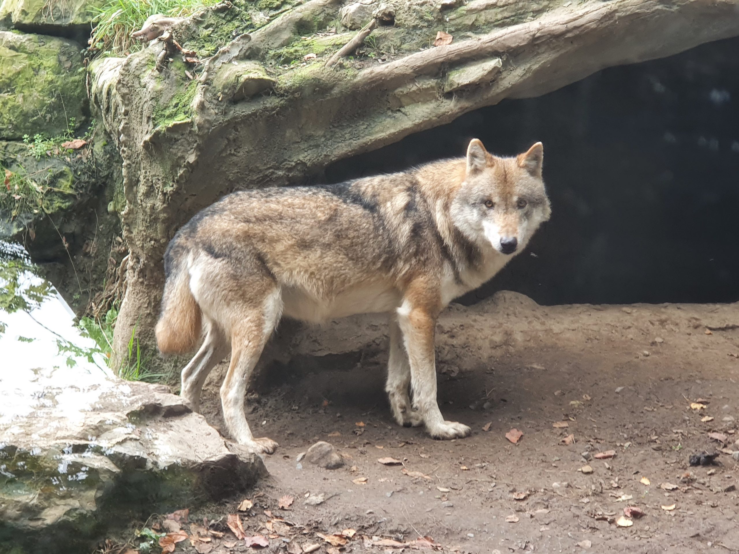 Dublin – Dublin Zoo
