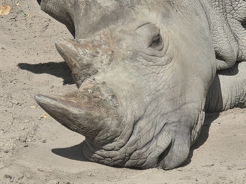 Bratislava – Bratislava Zoo (Rhinos)