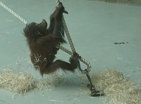 Bratislava – Bratislava Zoo (Sub-Optimal Climbing Skills)