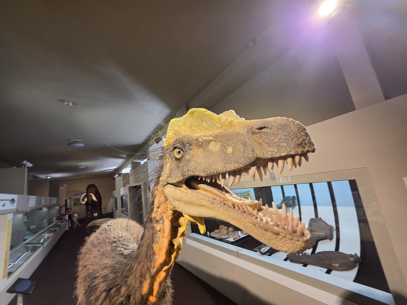 Bratislava – Natural History Museum