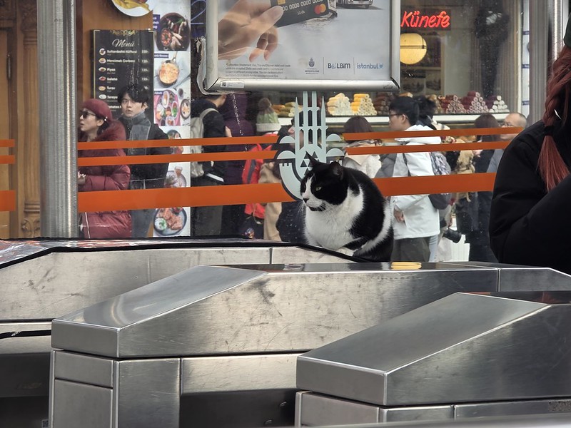 Turkey Trip 2026 : Day 2 (Istanbul Cats)