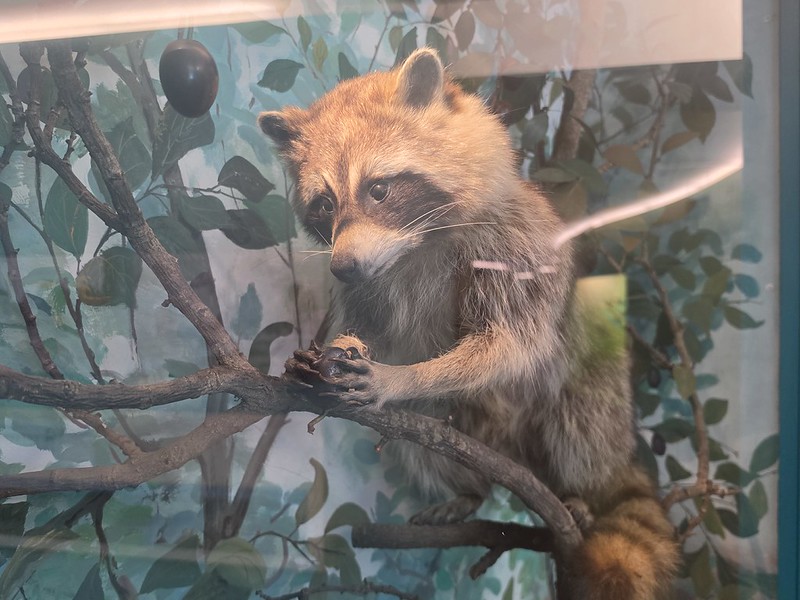 Lübeck – Museum of Nature and Environment (The Wash Bear)