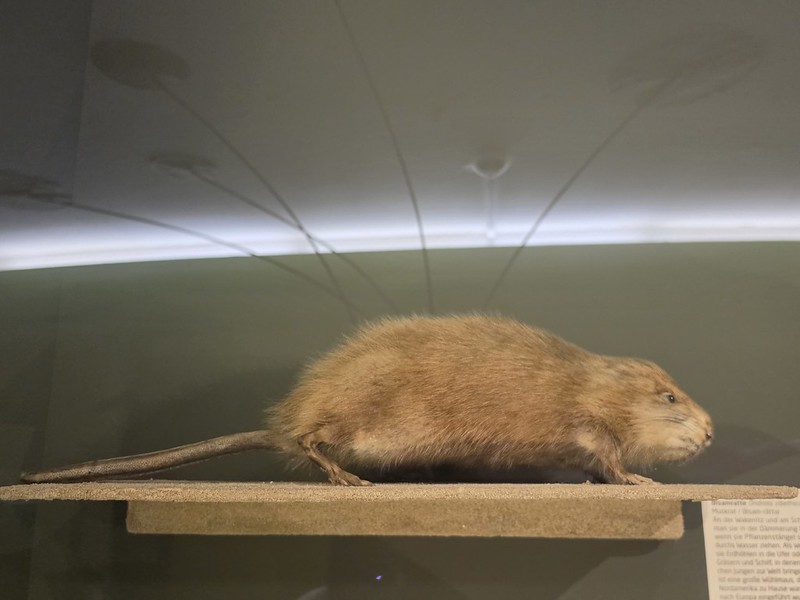 Lübeck – Museum of Nature and Environment (Muskrat)