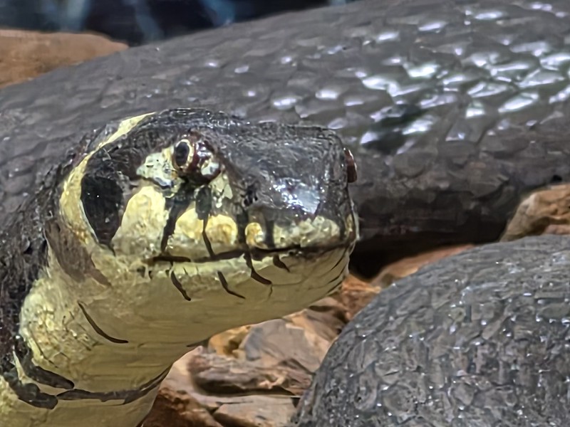 Lübeck – Museum of Nature and Environment (Stuffed Grass Snake)