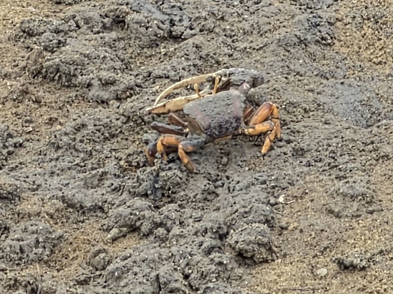 Faro – Fiddler Crabs
