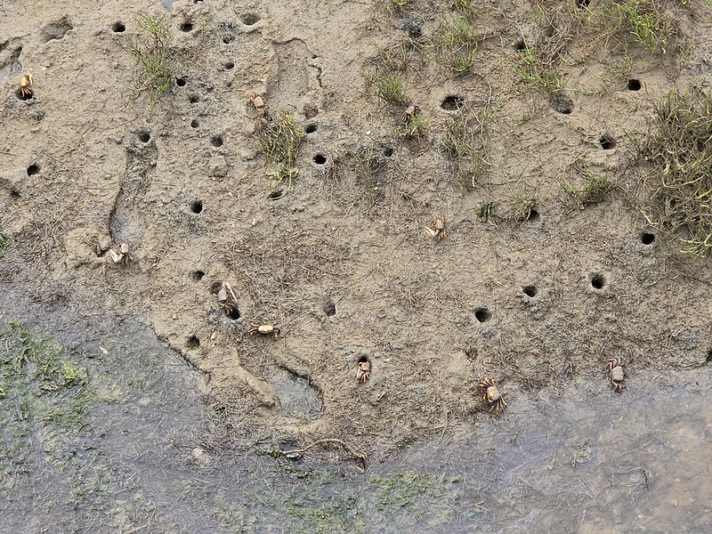 Faro – Fiddler Crabs (Part II)