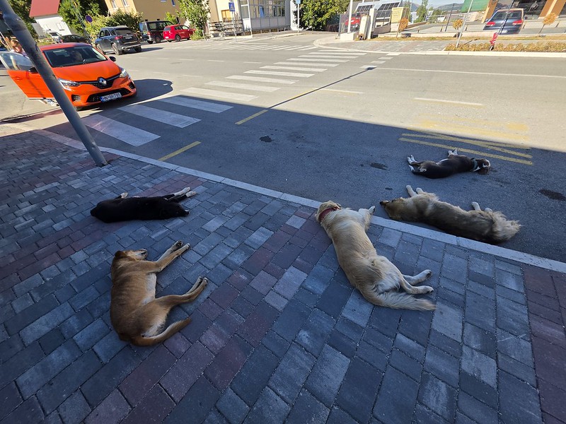 Balkans Trip Day 8 – Žabljak – Pesky Dogs