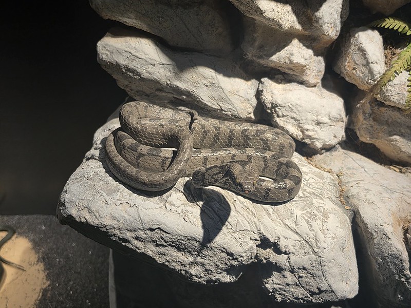 Balkans Trip Day 12 – Sarajevo – The National Museum of Bosnia and Herzegovina (Snakes of Bosnia)