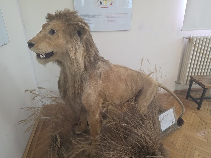 Balkans Trip Day 12 – Sarajevo – The National Museum of Bosnia and Herzegovina (An Odd Looking Lion)